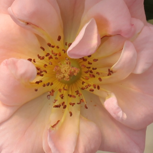 Szkółka róż - róże okrywowe - różowy  - Rosa  Rift™ - róża ze średnio intensywnym zapachem - Mogens Nyegaard Olesen - Brzoskwiniowo-różowy kolor kwiatów o zapachu dzikiej róży, nadaje się na skraje klombów. Po jesiennym kwitnięciu ozdabia owocami.